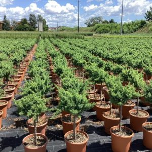 JUNIPERUS CONFERTA BLUE PACIFIC - Kleka Blue Pacific (pokrivač tla)