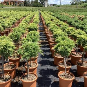 JUNIPERUS MEDIA PFITZERIANA AUREA LV 9 MINI STANDARD - Kleka Pfitzeriana Aurea