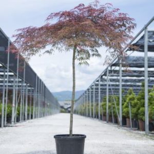 ACER [ROSSI] PALM. DISS.IN VARIETA’ - Japanski javor razrezani (dissectum)