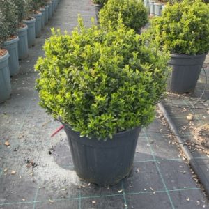 EUONYMUS PULCHELLUS [MICROPHYLLUS] CLT. 15 PALLA - Kurika sitnolisna (microphyllus, lopta)