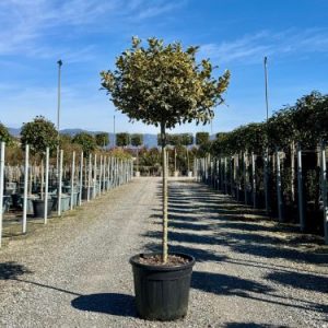 ILEX AQUIF. VARIEGATUM [ARG.MARGINATA] CLT. 30 MEZZO FUSTO - Božikovina Argenteomarginata