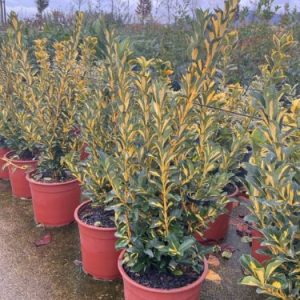 EUONYMUS JAPONICUS AUREOPICTUS (AUREUS) CLT. 5 - Kurika Japanska Aureus