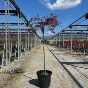 ACER (ROSSI) PALM. DISS. CRIMSON PRINCESS CLT. 15 HALF STANDARD – Japanski javor Crimson Princess