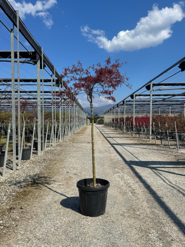 ACER (ROSSI) PALM. DISS. CRIMSON PRINCESS CLT. 15 HALF STANDARD – Japanski javor Crimson Princess