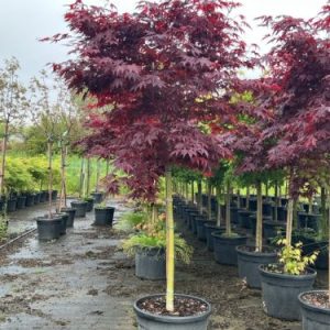 ACER PALMATUM FIREGLOW CLT. 30 HALF STANDARD – Japanski javor Fireglow
