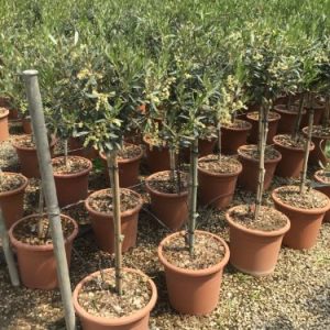 OLEA EUROPAEA[OLIVI]FRANGIVENTO - Maslina Frangivento