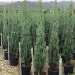 JUNIPERUS VIRGINIANA BLUE ARROW CLT. 15 125/150 - Kleka Blue Arrow