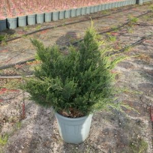 JUNIPERUS MEDIA OLD GOLD - Kleka Old Gold