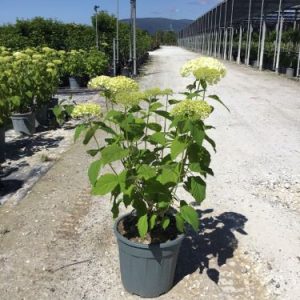 HYDRANGEA ARBORESCENS RUBY ANNABELLE [R - Hortenzija glatka Ruby Annabelle