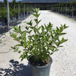 HYDRANGEA PANICULATA GRANDIFLORA CLT. 3 - Hortenzija meticasta Grandiflora