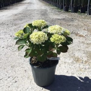 HYDRANGEA MACROPHYLLA SCHNEEBALL (R) CLT. 10 - Hortenzija Schneeball