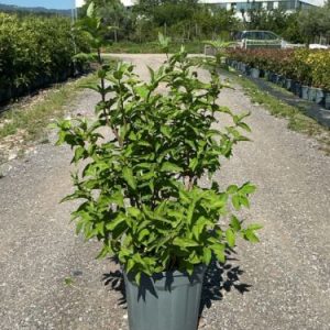 DEUTZIA MAGNIFICA CLT. 10 - Deutzia Magnifica