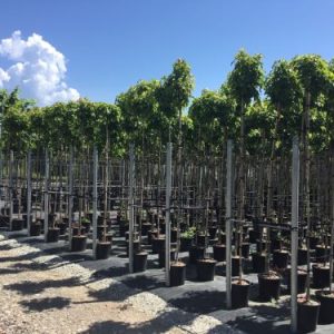 LIQUIDAMBAR STYRACIFLUA GUM BALL CLT. 18 6/8 STANDARD) - Likvidambar Gum Ball (sweetgum)