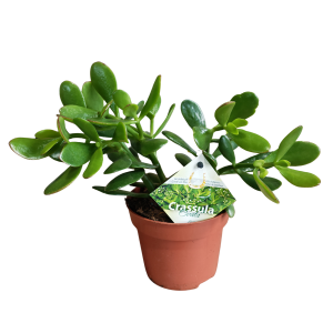 CRASSULA