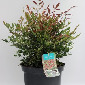 NAND. DOMESTICA RED LIGHT [R]) CLT. 5 - Nandina Red Light