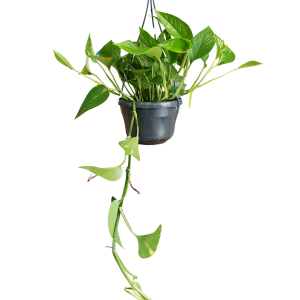 EPIPREMNUM AUREUM 15