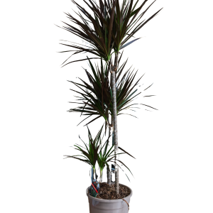 DRACENA MARGINATA