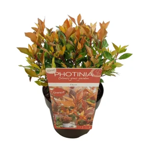 PHOTINIA FRASERI CHICO (R - Fotinija Chico