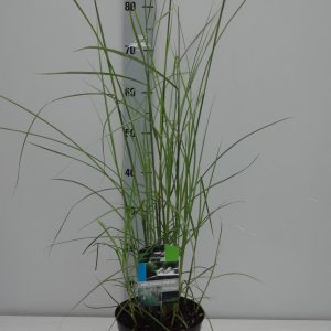 MISCANTHUS SINENSIS FLAMINGO CLT. 3 - Miskantus Flamingo