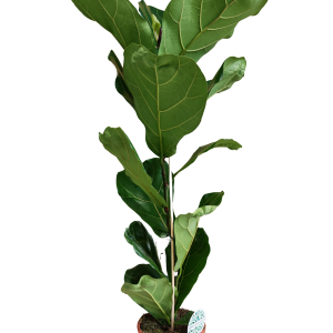 FICUS LYRATA