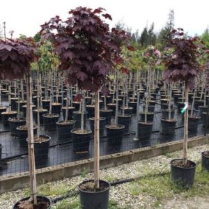 ACER PLATAN. CRIMSON SENTRY) CLT. 18 M/FUSTO TR.120/140 - Javor Crimson Sentry