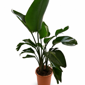 STRELITZIA NICOLAI CLT. 10 - Strelicija Nicolai (rajska ptica)