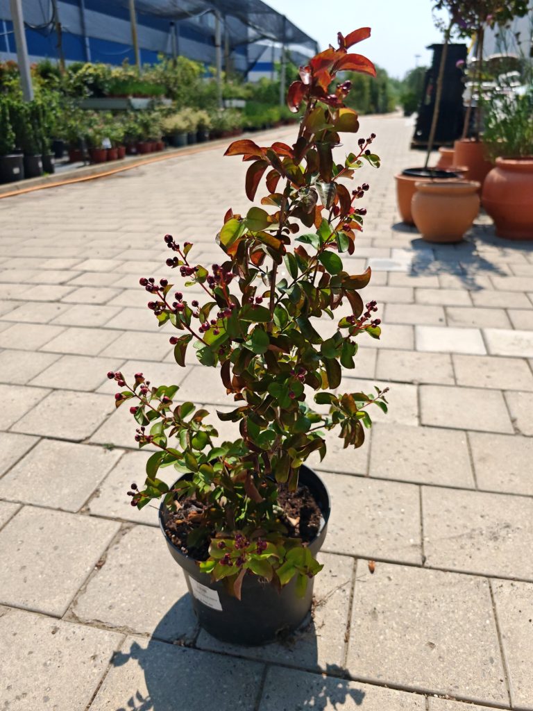 Uređenje dvorišta — projekat Gardenium 2