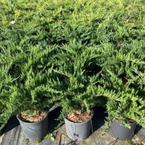 JUNIPERUS SABINA TAMARIXIFOLIA - Kleka Tamariscifolia