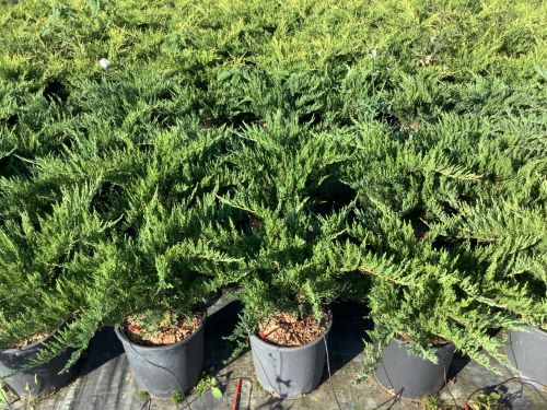 JUNIPERUS SABINA TAMARIXIFOLIA - Kleka Tamariscifolia