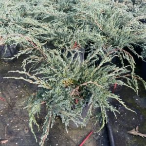 JUNIPERUS SQUAMATA BLUE CARPET CLT. 10 - Kleka Blue Carpet