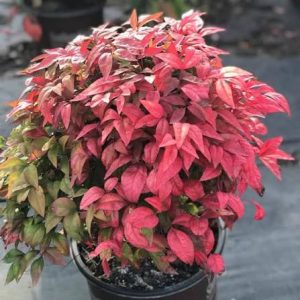 NAND. DOMESTICA BLUSH PINK (R) CLT. 10) - Nandina Blush Pink