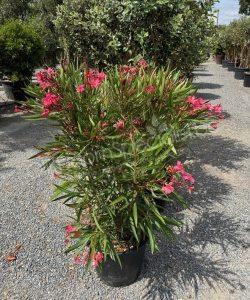 NER. OLEANDER - Oleander (Nerium oleander)