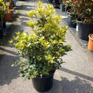 OSMANTHUS HETEROPHYLLUS TRICOLOR - Osmantus Tricolor