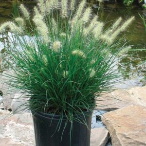 PENNISETUM ALOPECUROIDES LITTLE BUNNY - Penisetum Little Bunny