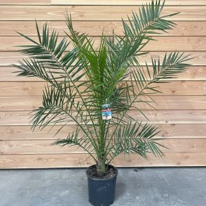 PHOENIX CANARIENSIS - Palma Phoenix canariensis