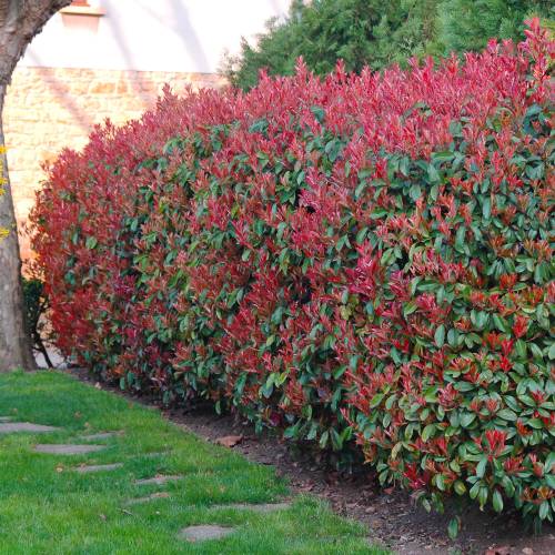 PHOTINIA SERRULATA RED ROBIN - Fotinija Red Robin - Slika 2
