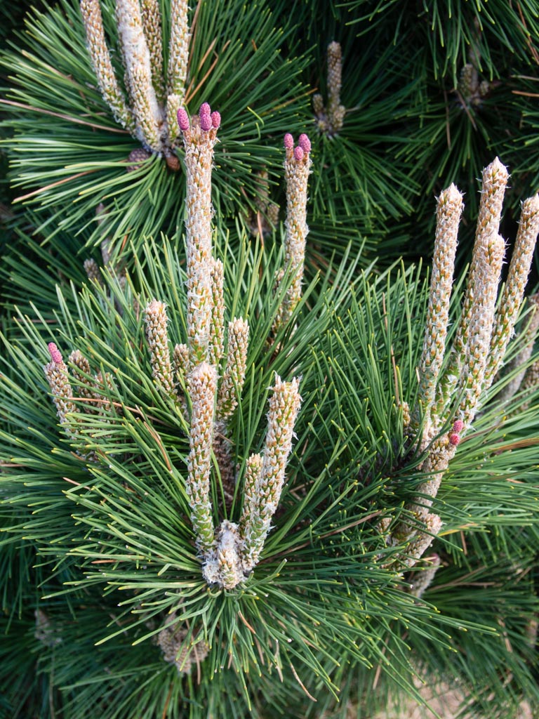 PINUS THUNBERGII CLT. 18 - Japanski crni bor (thunbergii) - Slika 2