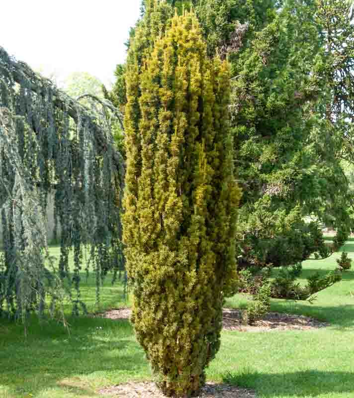 TAXUS BACCATA FASTIGIATA AUREA - Tisa Fastigiata Aurea (zlatna) - Slika 2
