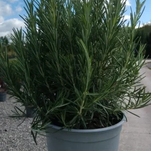 ROSM. OFFICINALIS - Ruzmarin (Rosmarinus officinalis)