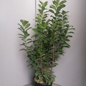 PRUNUS LAUROCERASUS NOVITA [R]) CLT. 10 - lovorvišnja Novita