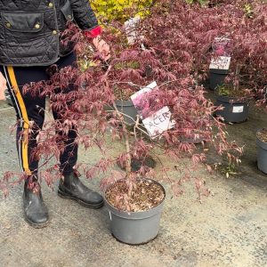 ACER PALMATUM SILHOUETTE (R) CLT. 10 – Japanski javor Silhouette