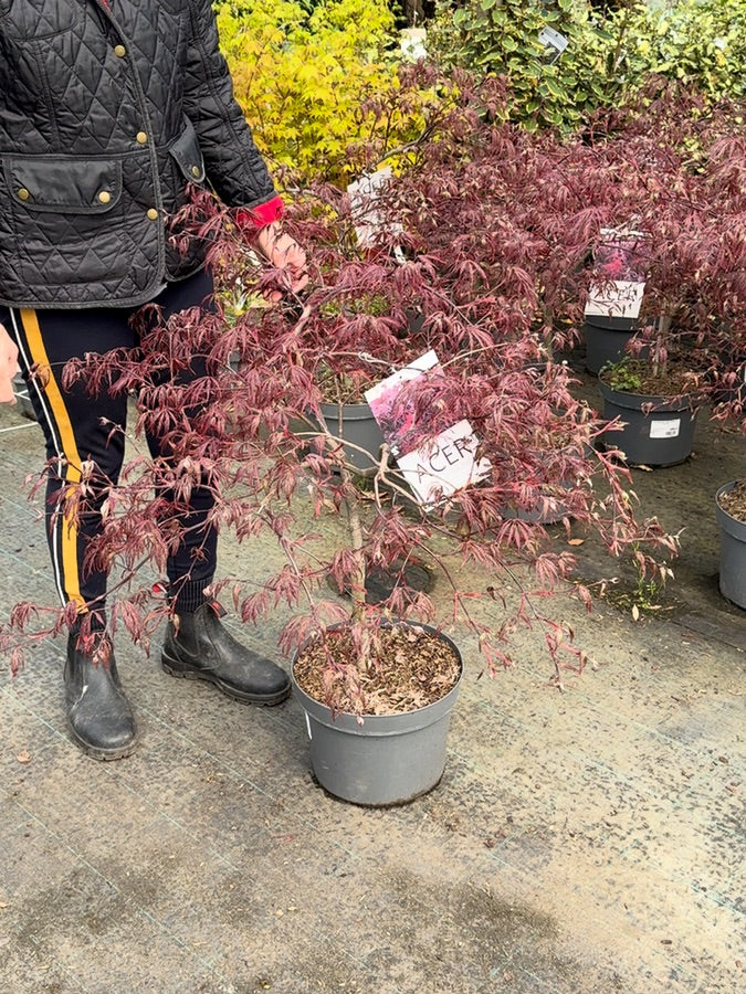 ACER PALMATUM SILHOUETTE (R) CLT. 10 – Japanski javor Silhouette