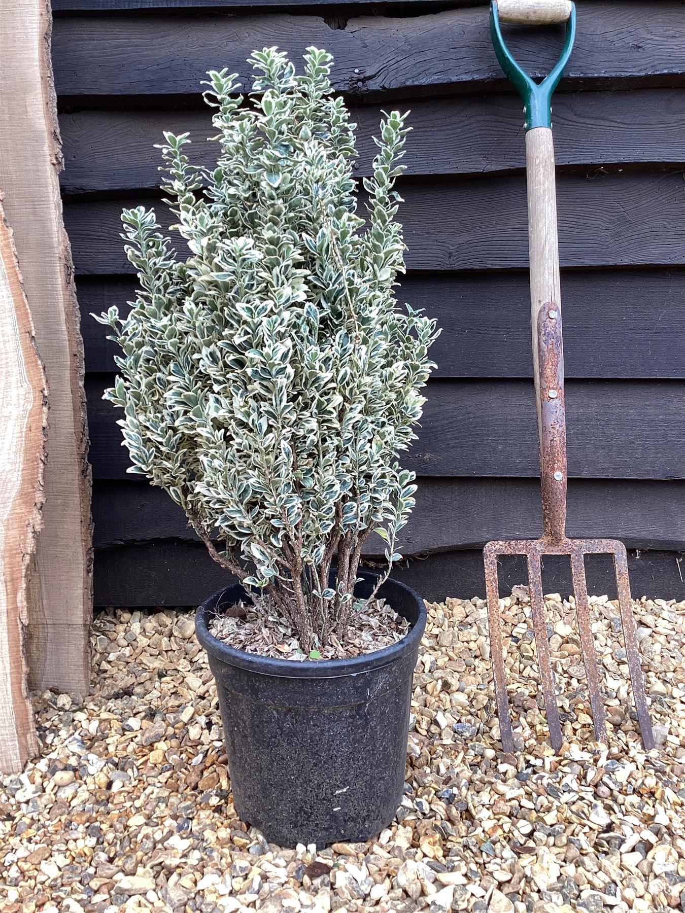 EUONYMUS JAPONICUS WHITE SPIRE (R) CLT. 10 - Kurika Japanska White Spire