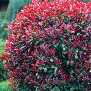PHOTINIA FRASERI LITTLE RED ROBIN (NANA - Fotinija Little Red Robin