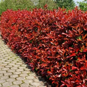 PHOTINIA SERRULATA RED ROBIN - Fotinija Red Robin