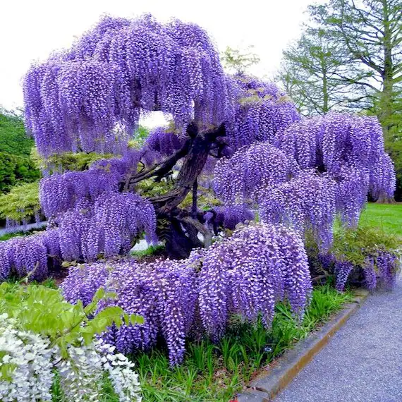 WISTERIA CHINENSIS CLT. 10 175/200 - visterija (Wisteria) kineska - Slika 3