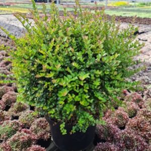 LONIC. NITIDA GARDEN CLOUDS (R) COPPER GLOW CLT. 15 BALL) - Lonicera Garden Clouds Copper Glow