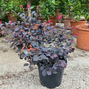 LOROPETALUM CHINENSE BLACK PEARL [R] CLT. 10 - Loropetalum Black Pearl