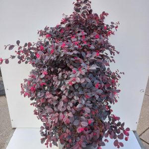 LOROPETALUM CHINENSE FEDE - Loropetalum Fede