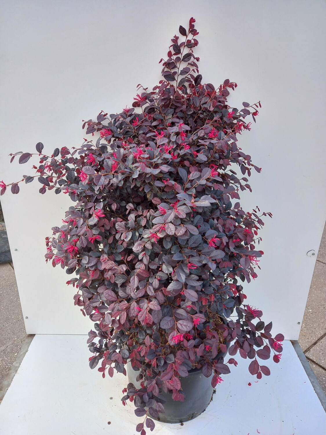 LOROPETALUM CHINENSE FEDE - Loropetalum Fede